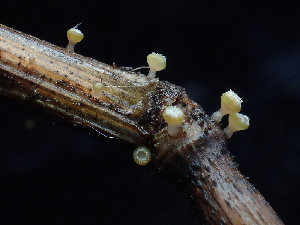  (Crocicreas - FDS-CA-03222)  @11 [ ] by (2024) Justin Paulin Fungal Diversity Survey