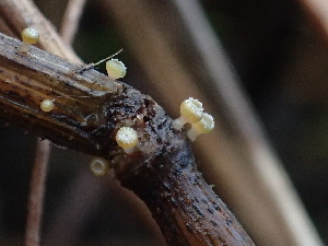 ( - FDS-CA-03222)  @11 [ ] by (2024) Justin Paulin Fungal Diversity Survey