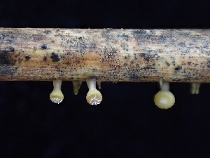  ( - FDS-CA-03222)  @11 [ ] by (2024) Justin Paulin Fungal Diversity Survey