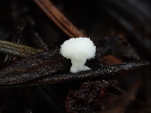  ( - FDS-CA-03226)  @11 [ ] by (2024) Justin Paulin Fungal Diversity Survey