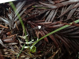  ( - FDS-CA-03226)  @11 [ ] by (2024) Justin Paulin Fungal Diversity Survey