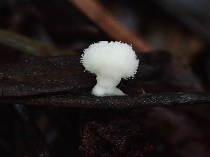  ( - FDS-CA-03226)  @11 [ ] by (2024) Justin Paulin Fungal Diversity Survey