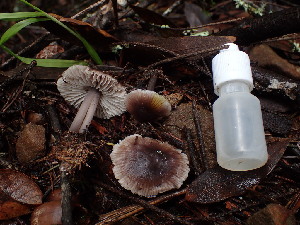  ( - FDS-CA-03230)  @11 [ ] by (2024) Justin Paulin Fungal Diversity Survey