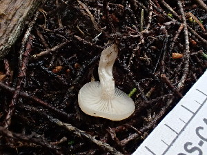  ( - FDS-CA-03234)  @11 [ ] by (2024) Justin Paulin Fungal Diversity Survey