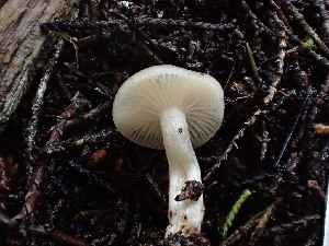  ( - FDS-CA-03234)  @11 [ ] by (2024) Justin Paulin Fungal Diversity Survey