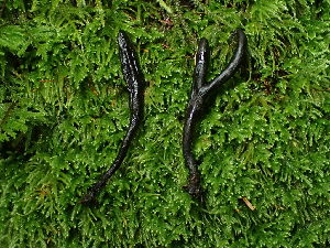  ( - FDS-CA-03237)  @11 [ ] by (2024) Justin Paulin Fungal Diversity Survey