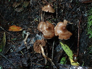  ( - FDS-CA-03239)  @11 [ ] by (2024) Justin Paulin Fungal Diversity Survey