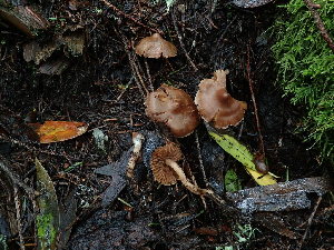  ( - FDS-CA-03239)  @11 [ ] by (2024) Justin Paulin Fungal Diversity Survey