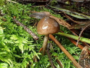  ( - FDS-CA-03240)  @11 [ ] by (2024) Justin Paulin Fungal Diversity Survey