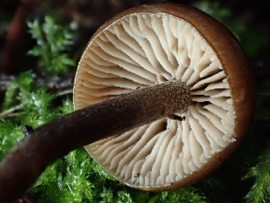  ( - FDS-CA-03240)  @11 [ ] by (2024) Justin Paulin Fungal Diversity Survey