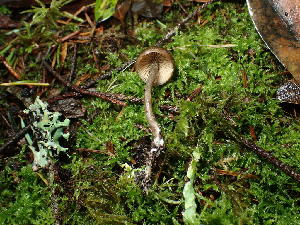  ( - FDS-CA-03240)  @11 [ ] by (2024) Justin Paulin Fungal Diversity Survey