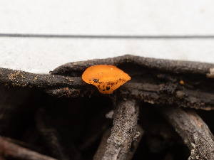  (Pseudopithyella sp. CA03 - FDS-CA-03639)  @11 [ ] by-nc (2024) Stu Pickell Fungal Diversity Survey
