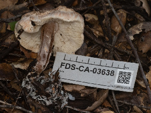  (Lepiota subincarnata - FDS-CA-03638)  @11 [ ] by-nc (2024) Stu Pickell Fungal Diversity Survey