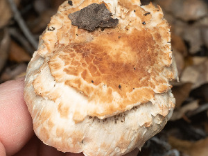  ( - FDS-CA-03638)  @11 [ ] by-nc (2024) Stu Pickell Fungal Diversity Survey