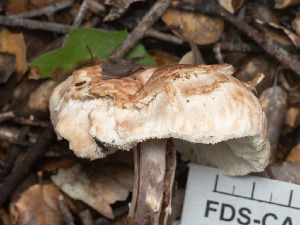  ( - FDS-CA-03638)  @11 [ ] by-nc (2024) Stu Pickell Fungal Diversity Survey