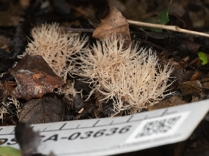  (Pterula - FDS-CA-03636)  @11 [ ] by-nc (2024) Stu Pickell Fungal Diversity Survey