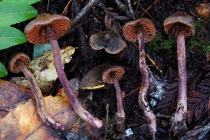  ( - HAY-F-007996)  @11 [ ] by-nc (2023) Warren Cardimona Fungal Diversity Survey