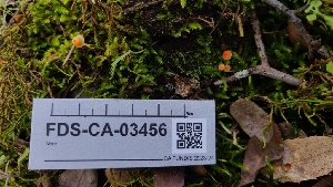  ( - FDS-CA-03456)  @11 [ ] by-nc (2024) Fresno Mycology Society Fungal Diversity Survey