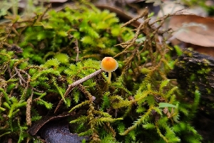  ( - FDS-CA-03456)  @11 [ ] by-nc (2024) Fresno Mycology Society Fungal Diversity Survey