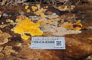  ( - FDS-CA-03460)  @11 [ ] by-nc (2024) Fresno Mycology Society Fungal Diversity Survey