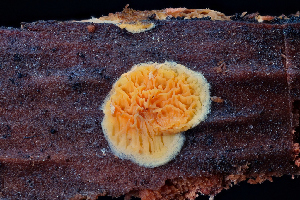  ( - FDS-CA-03460)  @11 [ ] by-nc (2024) Fresno Mycology Society Fungal Diversity Survey