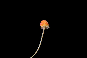  ( - FDS-CA-03456)  @11 [ ] by-nc (2024) Fresno Mycology Society Fungal Diversity Survey
