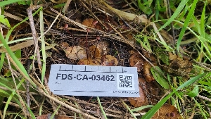  (Gymnopus sp. androsaceus-CA01 - FDS-CA-03462)  @11 [ ] by-nc (2024) Fresno Mycology Society Fungal Diversity Survey