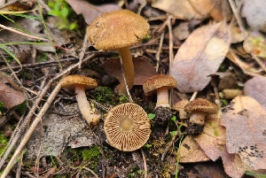  ( - FDS-CA-03464)  @11 [ ] by-nc (2024) Fresno Mycology Society Fungal Diversity Survey