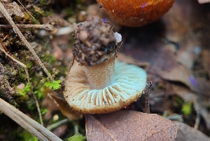  ( - FDS-CA-03464)  @11 [ ] by-nc (2024) Fresno Mycology Society Fungal Diversity Survey