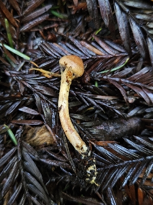  (Cortinarius sp. CA47 - FDS-CA-02156)  @11 [ ] by (2024) Mandy Hackney Fungal Diversity Survey