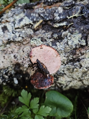  ( - FDS-CA-02140)  @11 [ ] by (2024) Mandy Hackney Fungal Diversity Survey