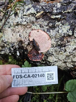  ( - FDS-CA-02140)  @11 [ ] by (2024) Mandy Hackney Fungal Diversity Survey