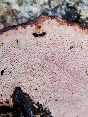  ( - FDS-CA-02140)  @11 [ ] by (2024) Mandy Hackney Fungal Diversity Survey
