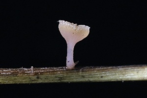  ( - FDS-CA-00910)  @11 [ ] by-nc (2024) Taye Bright Fungal Diversity Survey
