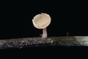  ( - FDS-CA-00910)  @11 [ ] by-nc (2024) Taye Bright Fungal Diversity Survey