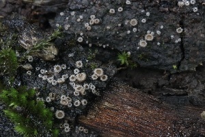  ( - FDS-CA-00907)  @11 [ ] by-nc (2024) Taye Bright Fungal Diversity Survey