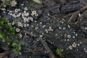  ( - FDS-CA-00907)  @11 [ ] by-nc (2024) Taye Bright Fungal Diversity Survey