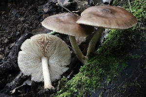  ( - FDS-CA-00916)  @11 [ ] by-nc (2024) Taye Bright Fungal Diversity Survey