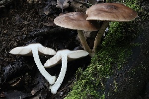  ( - FDS-CA-00916)  @11 [ ] by-nc (2024) Taye Bright Fungal Diversity Survey
