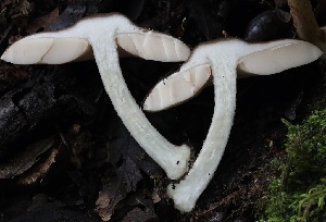  ( - FDS-CA-00916)  @11 [ ] by-nc (2024) Taye Bright Fungal Diversity Survey