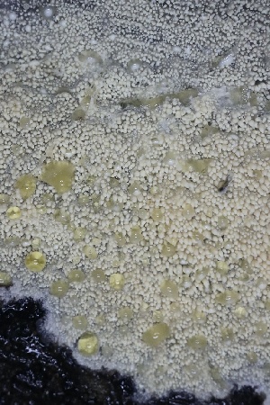  ( - FDS-CA-00919)  @11 [ ] by-nc (2024) Taye Bright Fungal Diversity Survey