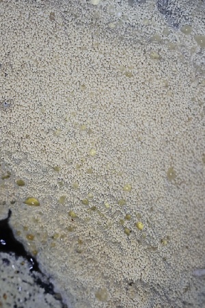  ( - FDS-CA-00919)  @11 [ ] by-nc (2024) Taye Bright Fungal Diversity Survey