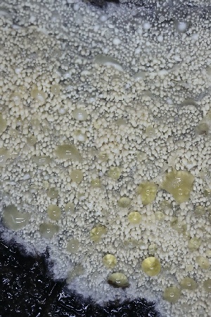  ( - FDS-CA-00919)  @11 [ ] by-nc (2024) Taye Bright Fungal Diversity Survey