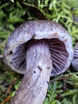  (Cortinarius sp. glandicolor-CA01 - FDS-CA-02145)  @11 [ ] by (2024) Mandy Hackney Fungal Diversity Survey