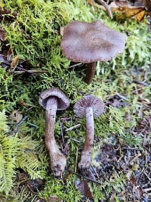  ( - FDS-CA-02145)  @11 [ ] by (2024) Mandy Hackney Fungal Diversity Survey