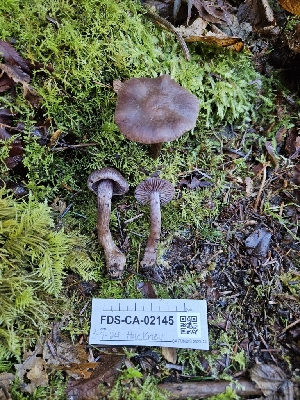 ( - FDS-CA-02145)  @11 [ ] by (2024) Mandy Hackney Fungal Diversity Survey