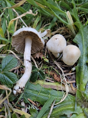  (Inocybe - FDS-CA-02144)  @11 [ ] by (2024) Mandy Hackney Fungal Diversity Survey