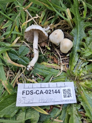  ( - FDS-CA-02144)  @11 [ ] by (2024) Mandy Hackney Fungal Diversity Survey