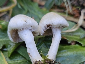  ( - FDS-CA-02144)  @11 [ ] by (2024) Mandy Hackney Fungal Diversity Survey