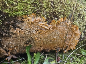  ( - FDS-CA-02131)  @11 [ ] by (2024) Mandy Hackney Fungal Diversity Survey